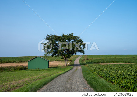 綠樹成蔭,綠色的小屋矗立在一條穿過綠色農田的碎石路旁。 綠樹成蔭,綠色的小屋矗立在一條穿過綠色農田的碎石路旁。 142808023