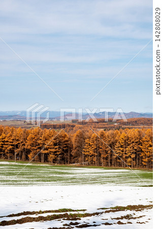 Golden larch forests and snow-covered green wheat fields Golden larch forests and snow-covered green wheat fields 142808029