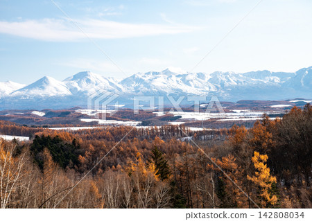 白雪皚皚的田野和白雪皚皚的山脈，周圍環繞著金色的落葉松林——十勝山脈 142808034