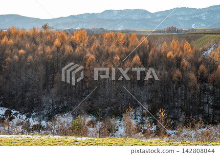 A larch forest with golden leaves shining in the sunlight, and snow-covered mountain ranges. A larch forest with golden leaves shining in the sunlight, and snow-covered mountain ranges. 142808044