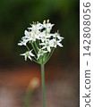 Chinese chive flowers blooming in the garden 142808056