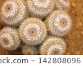 Noto cactus 142808096