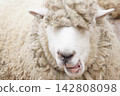 Sheep 142808098