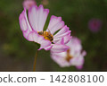 Cosmos and bees 142808100