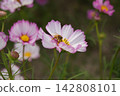 Cosmos and bees 142808101