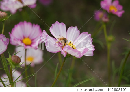 Cosmos and bees Cosmos and bees 142808101