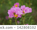 Cosmos and bees 142808102