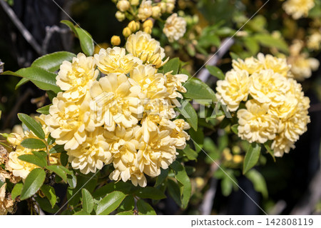 The flowers of the Banksia rose bloom in full glory like a bouquet, bathed in the spring sunshine. The flowers of the Banksia rose bloom in full glory like a bouquet, bathed in the spring sunshine. 142808119