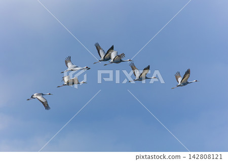 白枕鶴群飛行圖 #01 白枕鶴群飛行圖 #01 142808121