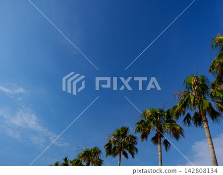 A tropical resort area with a beautiful blue sky and palm trees, and a waterside landscape. A tropical resort area with a beautiful blue sky and palm trees, and a waterside landscape. 142808134