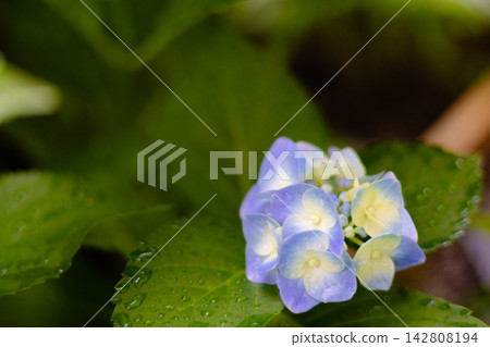 Pale blue hydrangeas and green leaves, wet with rain. Pale blue hydrangeas and green leaves, wet with rain. 142808194