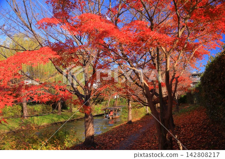 A sightseeing boat sailing along the autumn foliage of the Uji River tributary (Uji City, Kyoto Prefecture) A sightseeing boat sailing along the autumn foliage of the Uji River tributary (Uji City, Kyoto Prefecture) 142808217