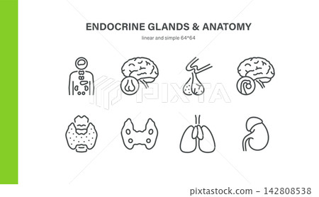 Endocrine Glands and Anatomy Related Vector Line Icons Set. Contains Pituitary, Thyroid, Parathyroid, Thymus and more. 142808538