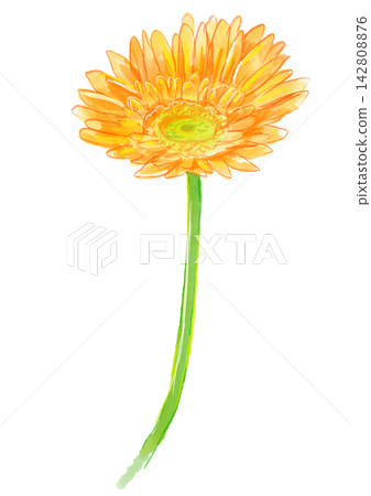 一幅手繪水彩插圖，描繪了盛開的橙色非洲菊。 142808876