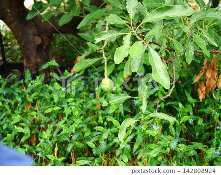 Avocado Tree Avocado Tree 142808924