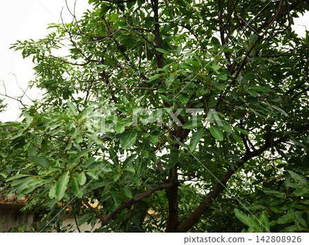 Avocado Tree Avocado Tree 142808926