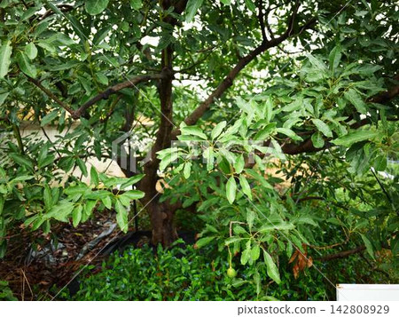 Avocado Tree Avocado Tree 142808929