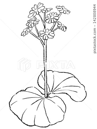 一幅手繪線條藝術插圖,描繪了盛開的日本大戟花。 一幅手繪線條藝術插圖,描繪了盛開的日本大戟花。 142808944