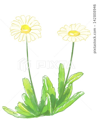 A hand-painted watercolor illustration of blooming seaside daisies. 142808946