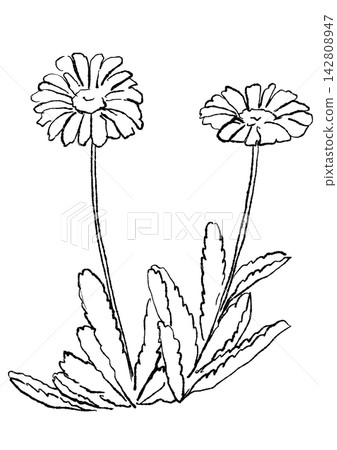 A hand-drawn line art illustration of blooming seaside daisies. 142808947