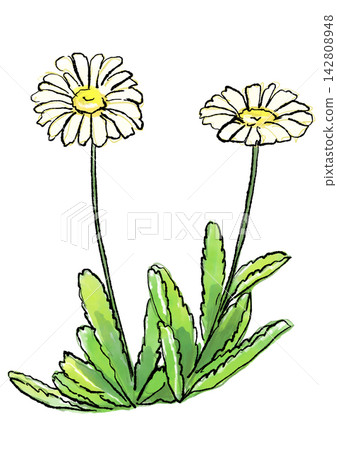 Hand-drawn line art and watercolor illustration of blooming seaside daisies. Hand-drawn line art and watercolor illustration of blooming seaside daisies. 142808948