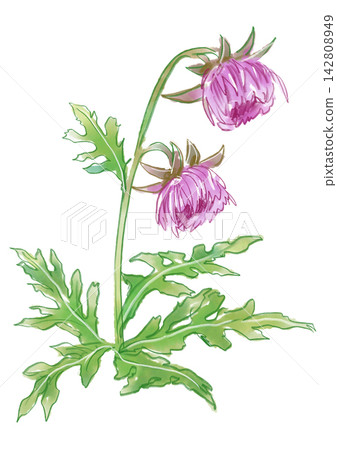 A hand-painted watercolor illustration of blooming Fuji thistle flowers. 142808949