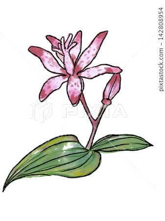 手繪線條畫和水彩插圖,描繪了盛開的杜鵑花。 手繪線條畫和水彩插圖,描繪了盛開的杜鵑花。 142808954