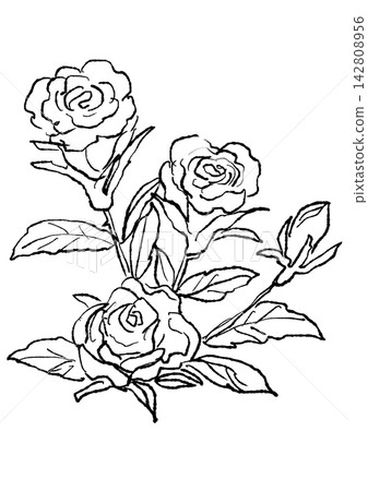 A hand-drawn line art illustration of a miniature rose in full bloom. A hand-drawn line art illustration of a miniature rose in full bloom. 142808956
