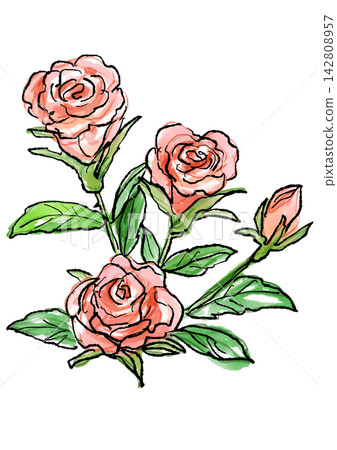 Hand-drawn line art and watercolor illustration of blooming miniature roses. 142808957