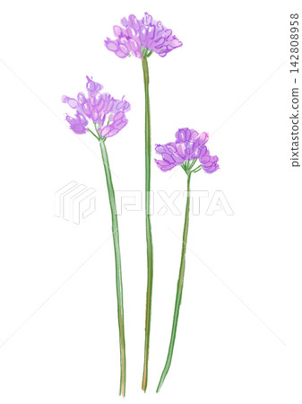 A hand-painted watercolor illustration of wild garlic flowers in full bloom. A hand-painted watercolor illustration of wild garlic flowers in full bloom. 142808958