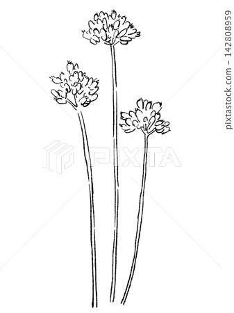 一幅手繪線條藝術插圖，描繪了盛開的野蒜花。 142808959