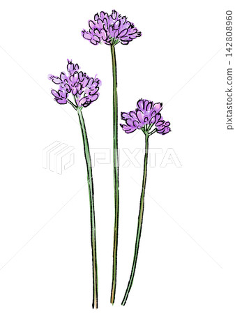 Hand-drawn line art and watercolor illustration of wild garlic flowers in full bloom Hand-drawn line art and watercolor illustration of wild garlic flowers in full bloom 142808960