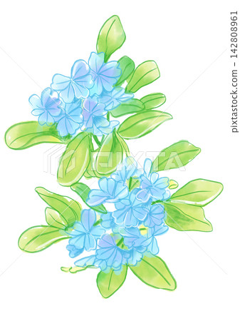 A hand-painted watercolor illustration of blooming plumbago flowers. A hand-painted watercolor illustration of blooming plumbago flowers. 142808961