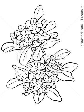A hand-drawn line art illustration of blooming plumbago flowers. A hand-drawn line art illustration of blooming plumbago flowers. 142808962