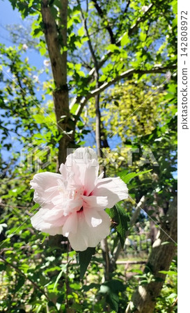 白色mukoge的花 白色mukoge的花 142808972