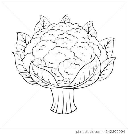 Ilustrasi sayuran kembang kol Ilustrasi sayuran kembang kol 142809004