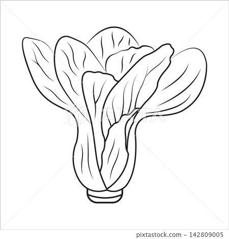 Bok Choy Vegetable Black and White Line Art Vector Illustration Isolated on White Background 142809005