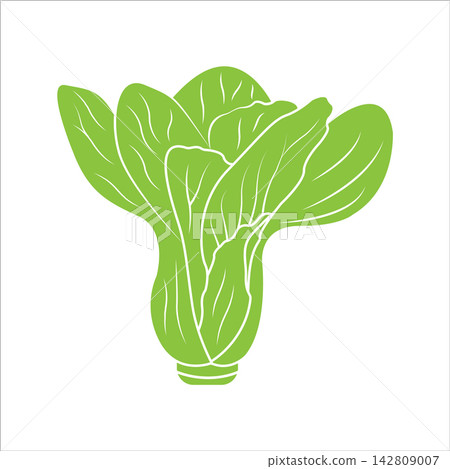 Minimalist Bok Choy Vegetable Vector Illustration Isolated on White Background Minimalist Bok Choy Vegetable Vector Illustration Isolated on White Background 142809007