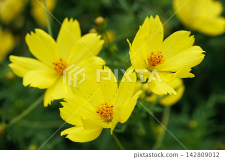 Close-up of yellow cosmos 142809012