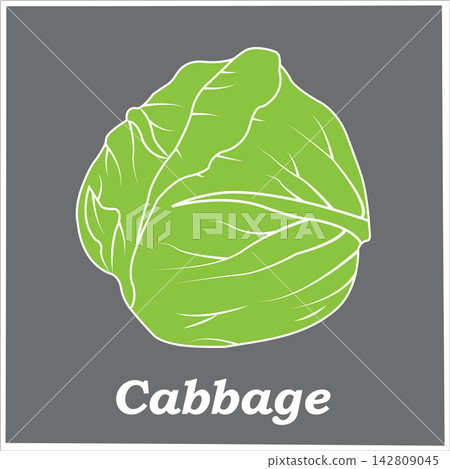 Cabbage Vegetable Illustration with Green Background Cabbage Vegetable Illustration with Green Background 142809045