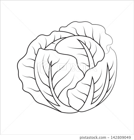 Illustration of fresh cabbage on a white background. 142809049