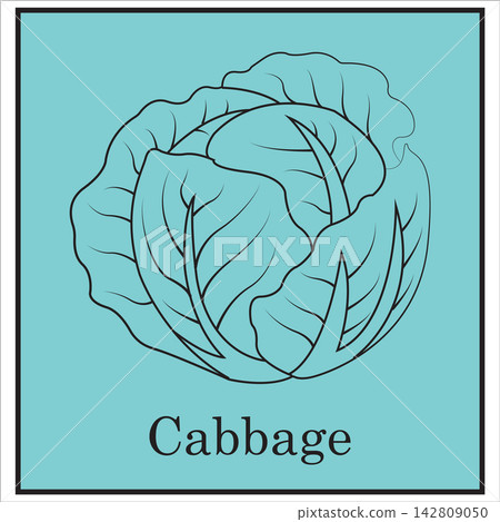 Cabbage Vegetable Illustration with Green Background Cabbage Vegetable Illustration with Green Background 142809050