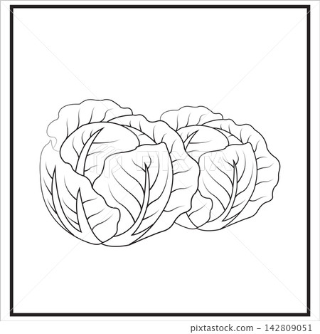 Illustration of fresh cabbage on a white background. Illustration of fresh cabbage on a white background. 142809051