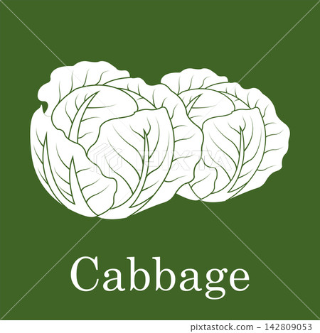 Cabbage Vegetable Illustration with Green Background Cabbage Vegetable Illustration with Green Background 142809053