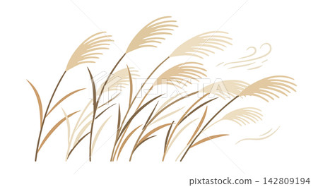 Japanese pampas grass susuki blowing in the wind vector illustration Japanese pampas grass susuki blowing in the wind vector illustration 142809194