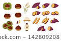 Autumn food and symbols set: chestnuts, sweet potatoes and Tsukimi elements vector illustration 142809208
