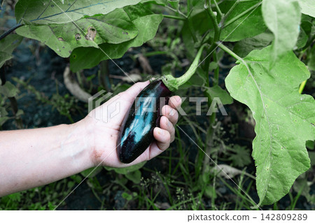 A beaming gardener proudly showcasing a collection of freshly harvested, vibrant eggplants in a lush green garden A beaming gardener proudly showcasing a collection of freshly harvested, vibrant eggplants in a lush green garden 142809289