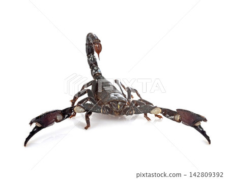 heterometrus spinifer in studio heterometrus spinifer in studio 142809392