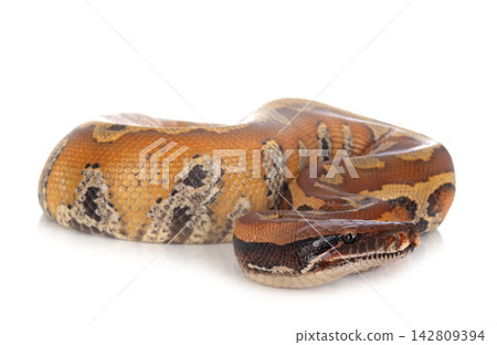 Python brongersmai in studio 142809394