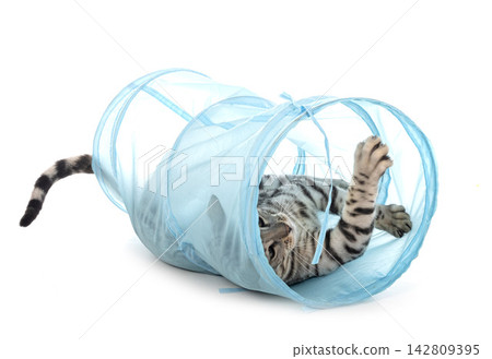 bengal cat in studio bengal cat in studio 142809395